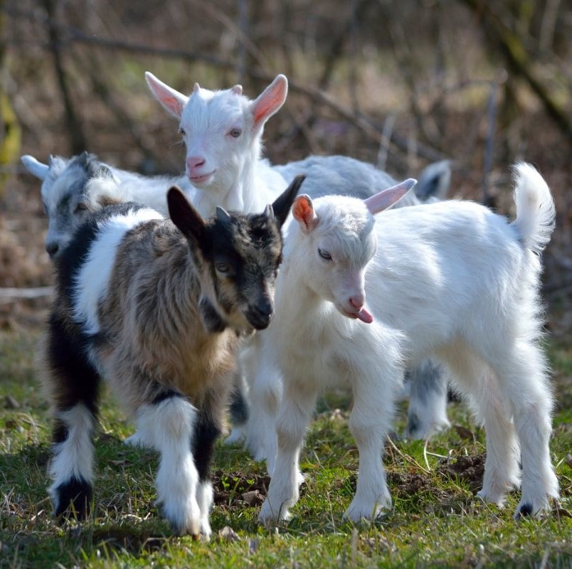 baby goats as part of animal assisted therapy for mental health